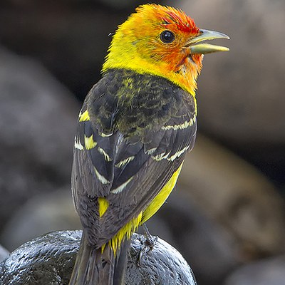  Photo: Douglas Beall. A Western tanager perched on a rock.