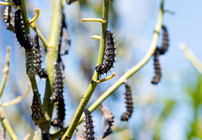 Butterflies Abound at Skyline Forest