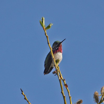 Calliope hummingbird. Photo: Jake Schas.