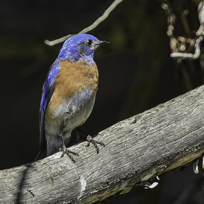 Photo: Kris Kristovich.