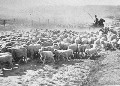 Sheep on their summer pasture in 1914. Photo: Bowman Museum.