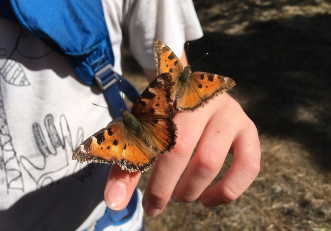 What are all of these orange butterflies?