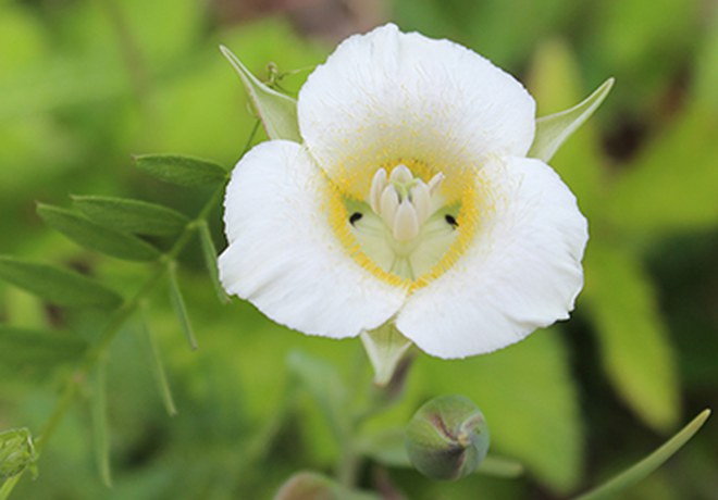 The First Few Blossoms of Spring