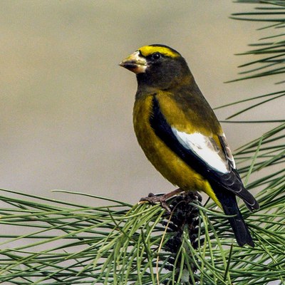 Evening grosbeak. Photo: Kris Kristovich.