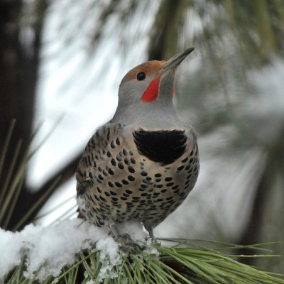 Northern flicker. Photo: Kris Kristovich.