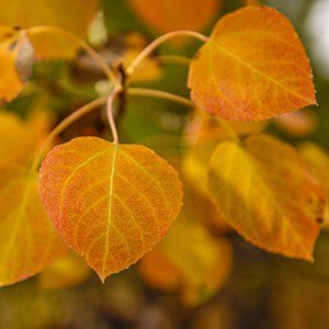 Bright orange aspen leaves at Indian Ford Meadow Preserve. Photo: Barb Rumer.