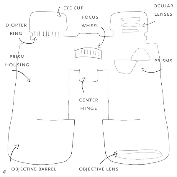 Ratcliff_Binoc Anatomy_1.jpg