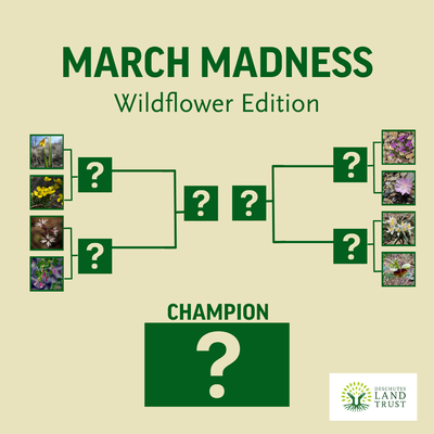 March Madness - Wildflower Addtion (Blog Banner).png