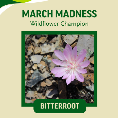 March Madness - Wildflower Addtion (Facebook Post (Square)).png